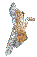 Archaeopterix