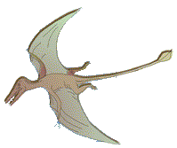 Rhamphorynchus